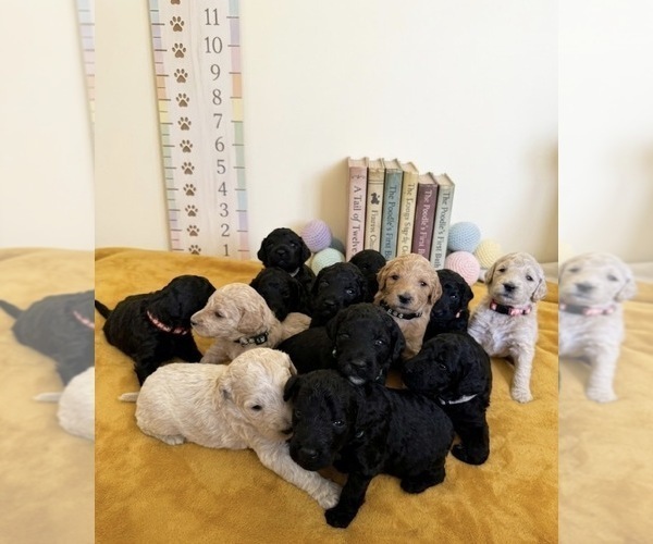Medium Photo #1 Goldendoodle Puppy For Sale in MORENO VALLEY, CA, USA