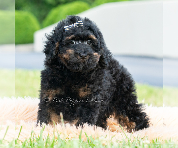 Medium Photo #3 Poodle (Miniature) Puppy For Sale in WARSAW, IN, USA