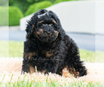 Small #2 Poodle (Miniature)