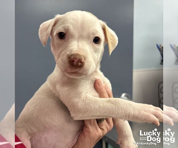 Medium Photo #3 Labrador Retriever-Unknown Mix Puppy For Sale in Washington, DC, USA