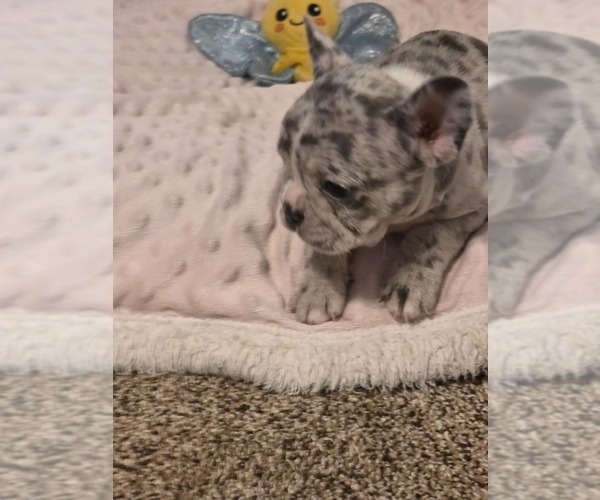 Medium Photo #49 French Bulldog Puppy For Sale in ASHLAND, OH, USA