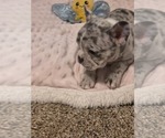 Small #6 French Bulldog