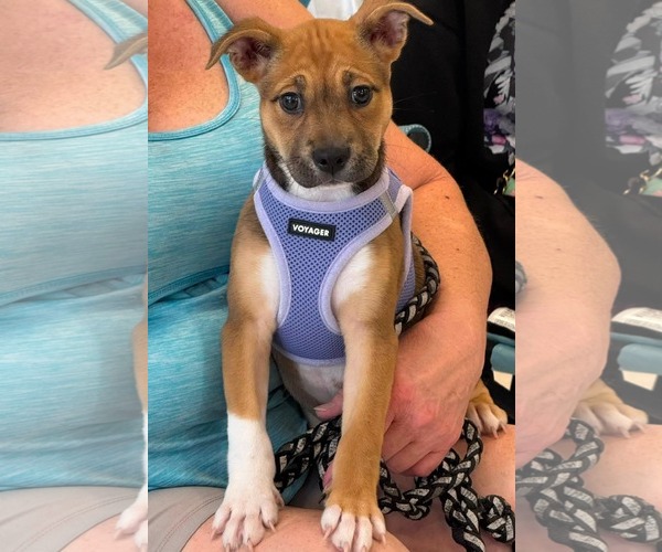 Medium Photo #3 American Staffordshire Terrier-Unknown Mix Puppy For Sale in Holly Springs, NC, USA
