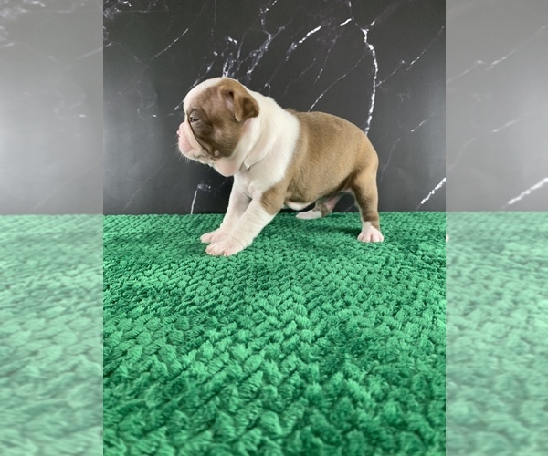 Medium Photo #1 Boston Terrier Puppy For Sale in TULARE, CA, USA