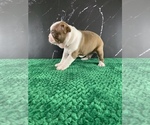 Puppy Legolas AKC Boston Terrier