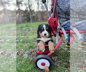 Bernese Mountain Dog Puppy for sale in LAWRENCEBURG, TN, USA