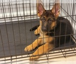 Small Photo #8 German Shepherd Dog Puppy For Sale in ORLANDO, FL, USA