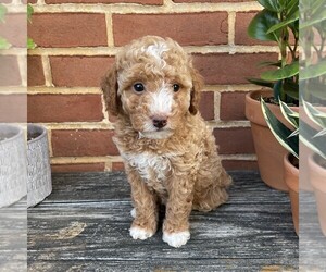 Goldendoodle (Miniature) Puppy for sale in LEOLA, PA, USA