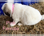 Small Photo #7 Great Pyrenees Puppy For Sale in LINCOLN, MI, USA