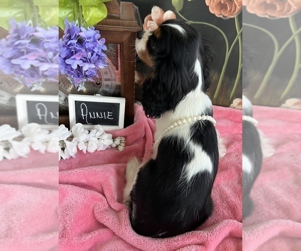 Medium Photo #6 Cavalier King Charles Spaniel Puppy For Sale in ABILENE, TX, USA