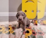 Small Photo #10 Weimaraner Puppy For Sale in LAGRANGE, GA, USA
