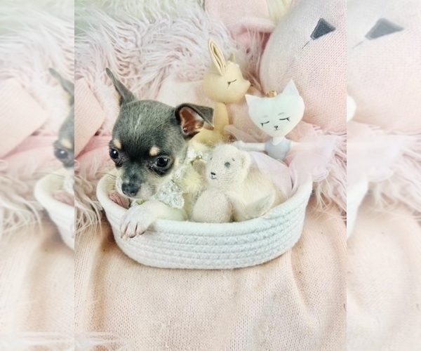 Medium Photo #12 Chihuahua Puppy For Sale in WINTER PARK, FL, USA