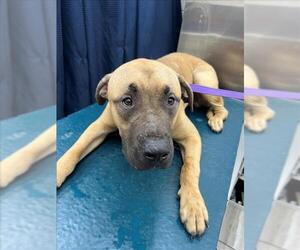 Bulldog Dogs for adoption in Mobile, AL, USA