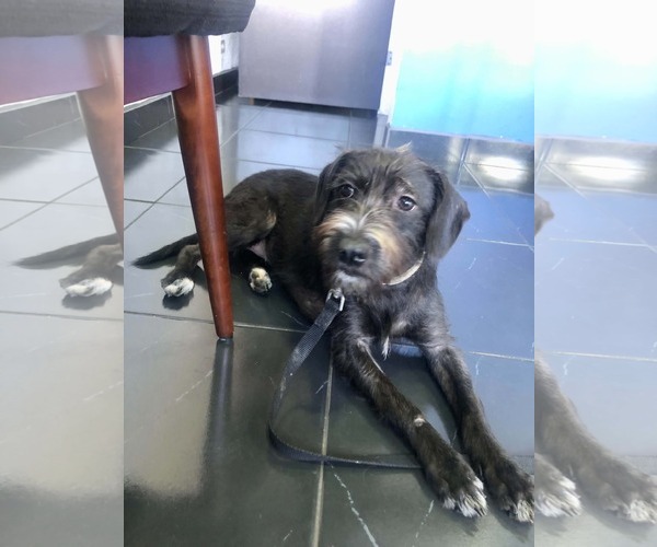 Medium Photo #6 Tibetan Terrier-Unknown Mix Puppy For Sale in Escondido, CA, USA