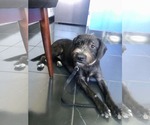 Small #5 Tibetan Terrier Mix
