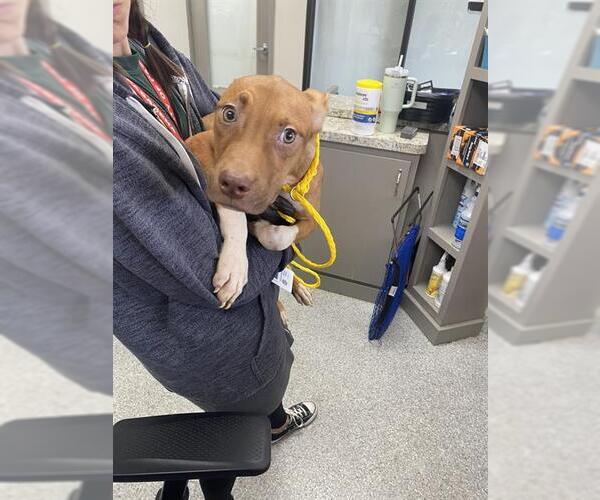 Medium Photo #1 American Pit Bull Terrier-Unknown Mix Puppy For Sale in Pasadena, TX, USA
