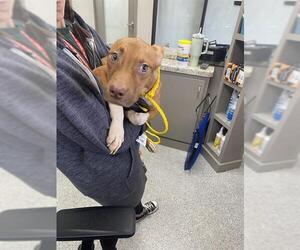 American Pit Bull Terrier-Unknown Mix Dogs for adoption in Pasadena, TX, USA