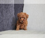 Small Photo #4 Poodle (Toy) Puppy For Sale in SEATTLE, WA, USA