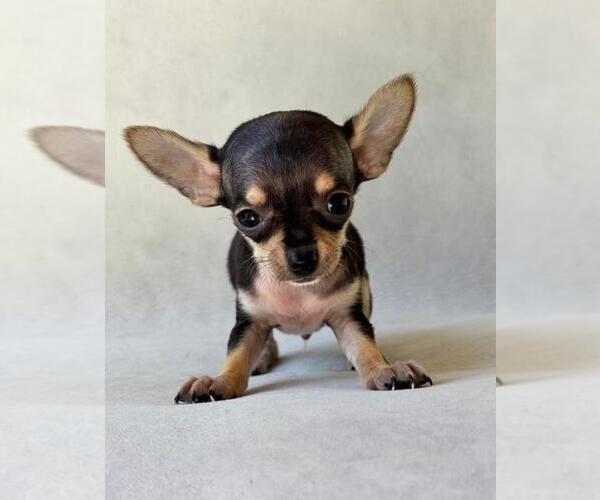 Medium Photo #14 Chihuahua Puppy For Sale in BOSTON, MA, USA