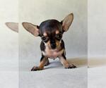Small #13 Chihuahua
