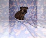 Puppy Sweetie Shih Tzu