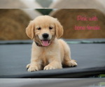 Small Photo #30 Golden Retriever Puppy For Sale in KEMP, TX, USA