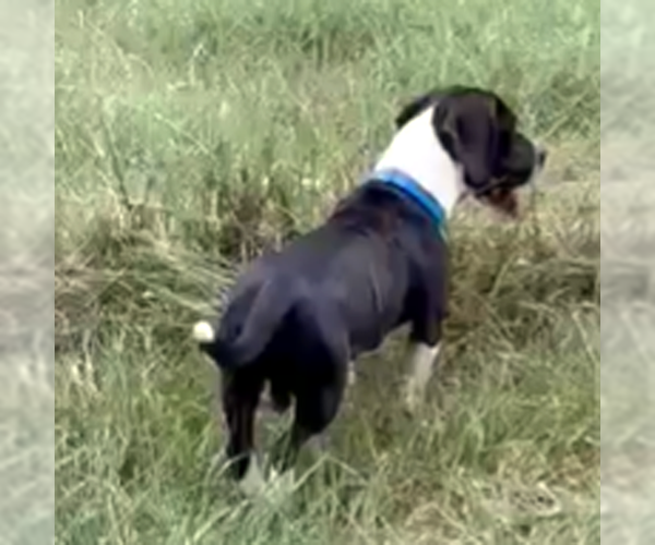 Medium Photo #2 Basset Hound-Unknown Mix Puppy For Sale in Deepwater, NJ, USA