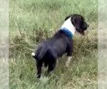 Small #1 Basset Hound Mix