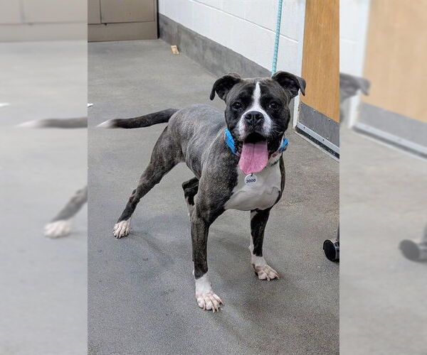 Medium Photo #1 Boxer-Unknown Mix Puppy For Sale in Forestville, MD, USA