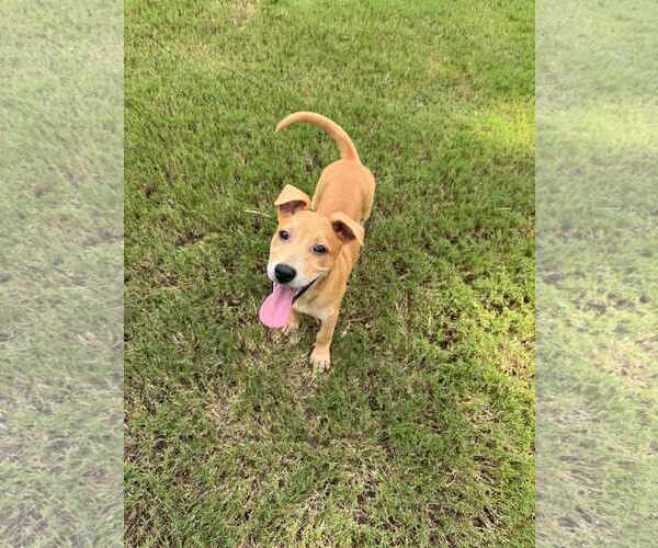 Medium Photo #15 Labrador Retriever-Unknown Mix Puppy For Sale in Holly Springs, NC, USA