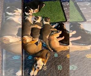 Olde English Bulldogge Litter for sale in PELL CITY, AL, USA