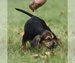 Small Photo #7 Australian Shepherd-Beagle Mix Puppy For Sale in Mechanicsburg, PA, USA