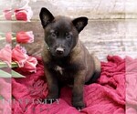 Small #4 Belgian Malinois