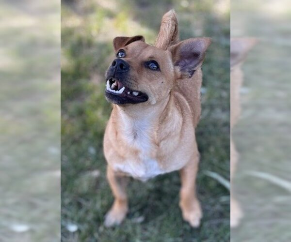 Medium Photo #2 Dachshund-Unknown Mix Puppy For Sale in La Verne, CA, USA