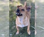 Small Photo #2 Dachshund-Unknown Mix Puppy For Sale in La Verne, CA, USA