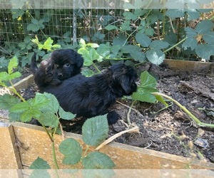 Maltipoo Dog for Adoption in VENETA, Oregon USA
