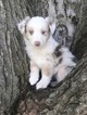 Puppy 8 Australian Shepherd