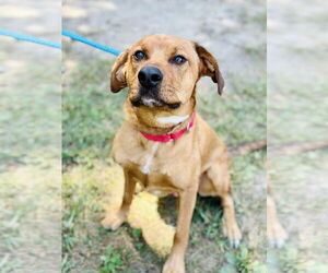 Labrador Retriever-Unknown Mix Dogs for adoption in Jackson , NJ, USA