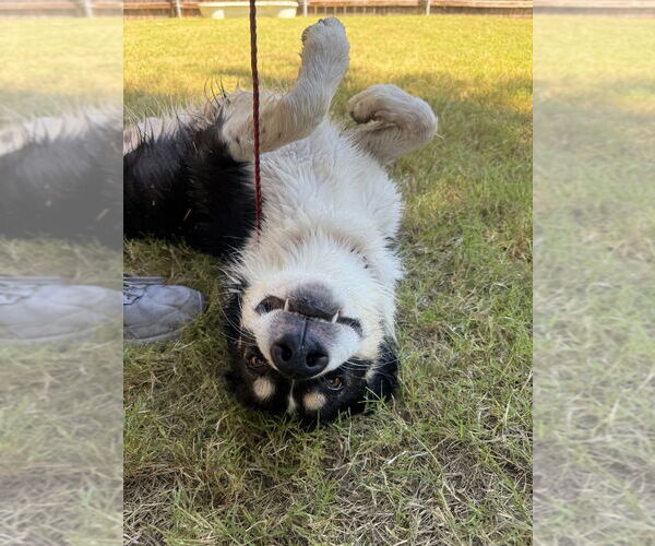 Medium Photo #4 Border-Aussie Puppy For Sale in Great Bend, KS, USA
