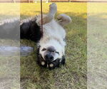 Small #3 Border-Aussie