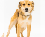 Small #4 Golden Retriever Mix