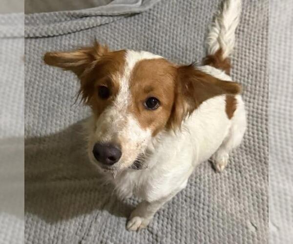 Medium Photo #2 Collie-Colonial Cocker Spaniel Mix Puppy For Sale in San Diego, CA, USA