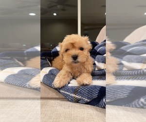 Maltese-Poodle (Toy) Mix Puppy for sale in LOUISVILLE, KY, USA