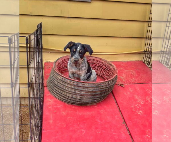Medium Photo #4 Mutt Puppy For Sale in Garden City, NY, USA