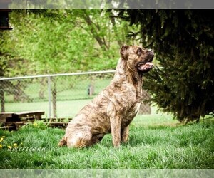 Cane Corso Dog for Adoption in CABLE, Ohio USA