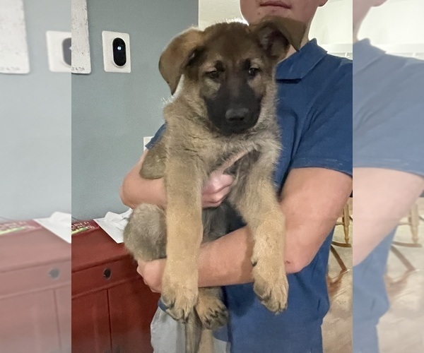 Medium Photo #27 German Shepherd Dog Puppy For Sale in MADISON HEIGHTS, VA, USA