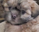 Small Photo #2 Shih Tzu Puppy For Sale in MIDLAND, NC, USA