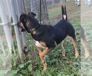 Mountain Cur-Unknown Mix Dogs for adoption in Jackson, MS, USA