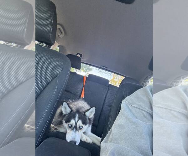 Medium Photo #6 Siberian Husky-Unknown Mix Puppy For Sale in Woodbury, NY, USA