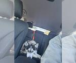 Small #5 Siberian Husky Mix